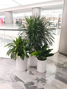 超赞！宁波北仑花卉租摆，服务贴心没话说！亡